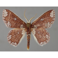 /filer/webapps/moths/media/images/M/multifera_Oneiliana_A_ZSM_03.jpg