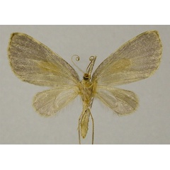 /filer/webapps/moths/media/images/S/saurides_Aposteira_AF_ZSMb.jpg
