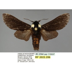 /filer/webapps/moths/media/images/N/nigerrima_Casphalia_AM_SMNS.jpg