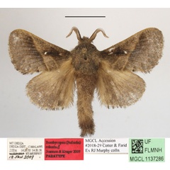 /filer/webapps/moths/media/images/R/robusta_Bombycopsis_PTM_MGCLa_01.JPG