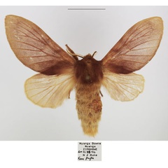/filer/webapps/moths/media/images/D/dollmani_Mallocampa_AF_TMSA.jpg