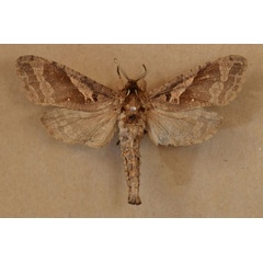 /filer/webapps/moths/media/images/K/kilimanjarensis_Oreocossus_AM_Butler.jpg