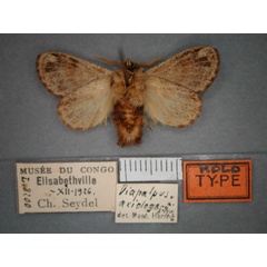 /filer/webapps/moths/media/images/A/axiologa_Diapalpus_HT_RMCA_02.jpg