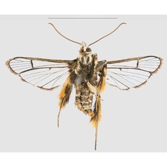 /filer/webapps/moths/media/images/C/congoensis_Crinipus_HT_RMCAb.jpg