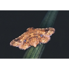 /filer/webapps/moths/media/images/S/subsignata_Dysodia_F_Roland_03.jpg