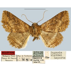 /filer/webapps/moths/media/images/V/viettei_Dugaria_AT_MNHN.jpg