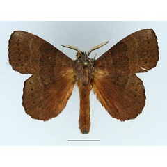 /filer/webapps/moths/media/images/L/leonina_Closterothrix_AM_Basquin_03.jpg