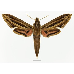 /filer/webapps/moths/media/images/O/osiris_Hippotion_AF_Basquin_01a.jpg