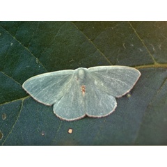 /filer/webapps/moths/media/images/I/idonea_Omphax_A_Roland.jpg