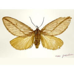 /filer/webapps/moths/media/images/A/aprica_Hadraphe_A_Albert.jpg
