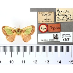 /filer/webapps/moths/media/images/C/chlorophila_Parasa_HT_BMNH.jpg