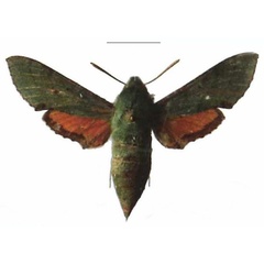 /filer/webapps/moths/media/images/M/medea_Basiothia_AF_EMEM.jpg