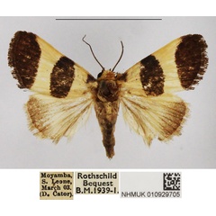 /filer/webapps/moths/media/images/A/atriflava_Neonegeta_AF_NHMUK.jpg