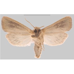 /filer/webapps/moths/media/images/U/ulaukae_Sesamia_HT_MNHNb.jpg