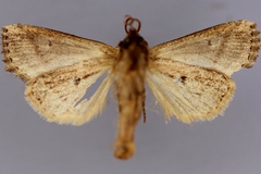 Feraxinia nyei