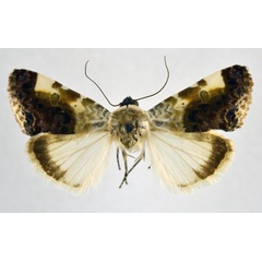 /filer/webapps/moths/media/images/N/niphogona_Acontia_AM_NHMO.jpg