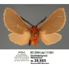 /filer/webapps/moths/media/images/L/lukaszi_Metarctia_HT_MWMa_H91MWBi.jpg