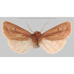 /filer/webapps/moths/media/images/I/iboya_Sciomesa_PTF_MNHNa.jpg