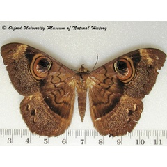 /filer/webapps/moths/media/images/D/duplex_Cyligramma_A_OUMNH_01.jpg