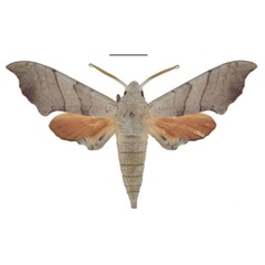/filer/webapps/moths/media/images/S/smithi_Polyptychus_HT_ANHRT.jpg