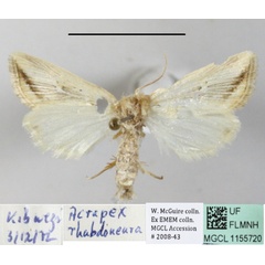 /filer/webapps/moths/media/images/R/rhabdoneura_Acrapex_A_MGCLa_02.JPG