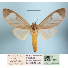 /filer/webapps/moths/media/images/M/mgcl1155935_brunnea_Amerila_A_MGCLa_01.JPG
