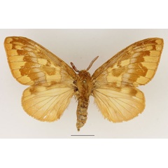 /filer/webapps/moths/media/images/V/viridescens_Chrysopsyche_AF_Basquin_01.jpg