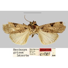 /filer/webapps/moths/media/images/G/grisea_Mentaxya_HT_MNHN.jpg