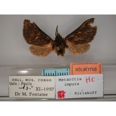 /filer/webapps/moths/media/images/I/impura_Metarctia_HT_RMCA_01.jpg