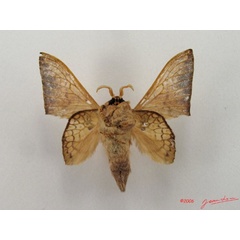 /filer/webapps/moths/media/images/W/weberi_Weberolegra_A_Albertb_01.jpg