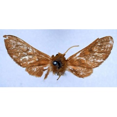 /filer/webapps/moths/media/images/I/invaria_Rhipidarctia_HT_BMNH_01.jpg