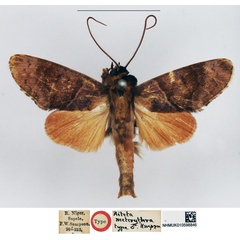 /filer/webapps/moths/media/images/M/meterythra_Aiteta_STM_NHMUK.jpg