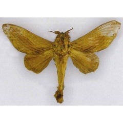 /filer/webapps/moths/media/images/B/bogema_Pachyna_PTM_CMNH.jpg