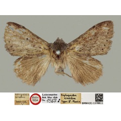 /filer/webapps/moths/media/images/C/cinerea_Haplopacha_HT_BMNH_I8xjePI.jpg