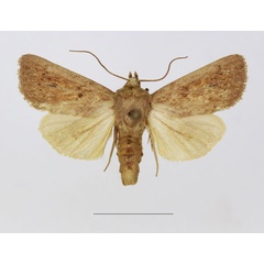 /filer/webapps/moths/media/images/D/diopis_Mythimna_A_Legrain_01.jpg