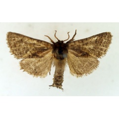 /filer/webapps/moths/media/images/A/albivenata_Ortharbela_AM_TMSA.jpg