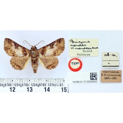 /filer/webapps/moths/media/images/M/mendaciana_Pericyma_HT_BMNH.jpg