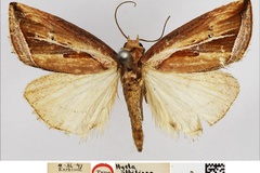 Deltote albifissa