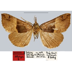 /filer/webapps/moths/media/images/L/legrosi_Dichromia_AT_MNHN.jpg