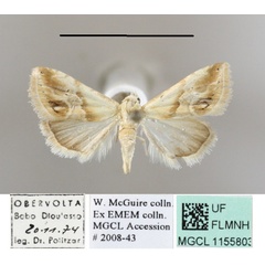 /filer/webapps/moths/media/images/C/cochyliodes_Eublemma_A_MGCLa_01.JPG