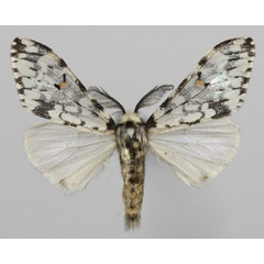 /filer/webapps/moths/media/images/T/tacita_Rhypopteryx_AM_Golovizina.jpg