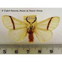 /filer/webapps/moths/media/images/N/nigripicta_Epanaphe_A_OUMNH.jpg