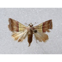 /filer/webapps/moths/media/images/A/anachoresis_Eublemma_A_Goff.jpg