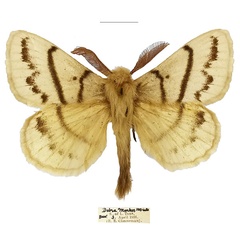 /filer/webapps/moths/media/images/S/sahelica_Philotherma_PTM_Basquina.jpg