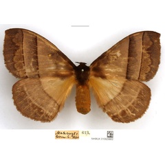 /filer/webapps/moths/media/images/I/indecisa_Hoplojana_AF_NHMUK.jpg