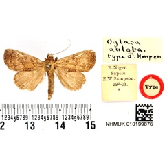 /filer/webapps/moths/media/images/A/aulota_Oglasa_HT_BMNH.jpg