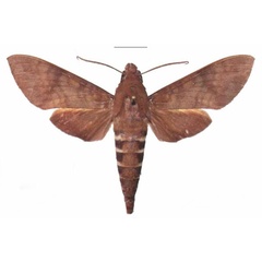 /filer/webapps/moths/media/images/F/funebris_Nephele_AM_EMEM_03.jpg