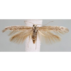 /filer/webapps/moths/media/images/V/vanderwolfi_Scythris_PT_Bengtsson.jpg