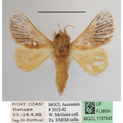 /filer/webapps/moths/media/images/N/nigrivenosa_Delorhachis_A_MGCLa_01.JPG