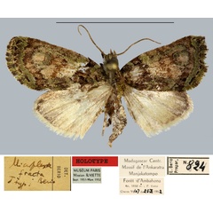 /filer/webapps/moths/media/images/F/fracta_Microplexia_HT_MNHN.jpg